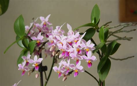 eq蝴蝶蘭|Phal. equestris